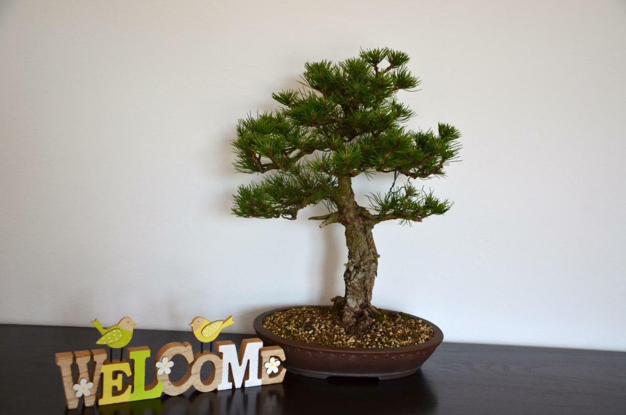 شقة Bonsai House بورتوروز المظهر الخارجي الصورة